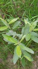 Salix lapponum