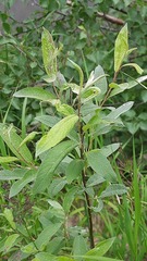 Salix lapponum