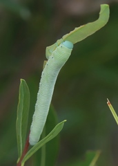 Pseudoclavellaria amerinae