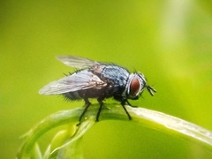 Tachinidae