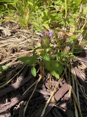Prunella vulgaris
