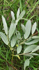 Salix lapponum