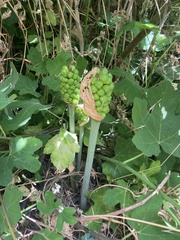 Arum cylindraceum