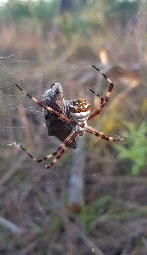 Argiope argentata image