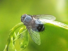 Tachinidae