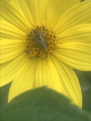 Anthophila