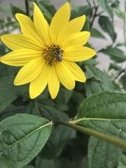 Anthophila
