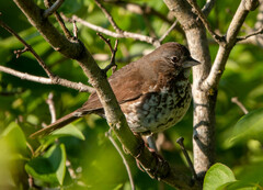 Passerella iliaca insularis