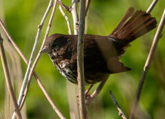 Passerella iliaca insularis