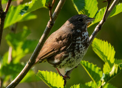 Passerella iliaca insularis