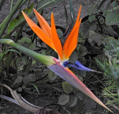 Strelitzia reginae reginae