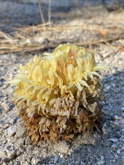 Aphyllon californicum feudgei