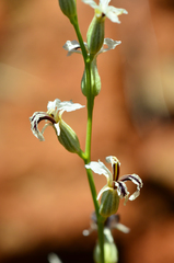 Streptanthus barbiger
