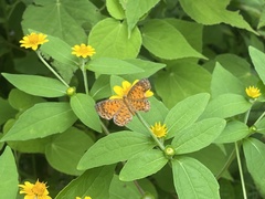 Parvospila lucianus