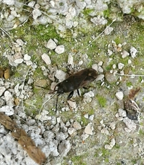Megalonotus sabulicola