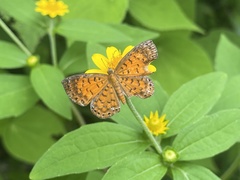 Parvospila lucianus