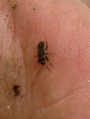 Megalonotus sabulicola