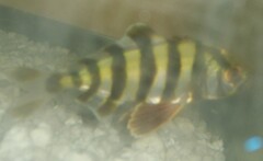 Seriola zonata