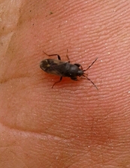 Megalonotus sabulicola