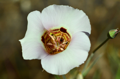 Calochortus vestae
