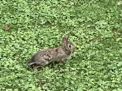 Sylvilagus floridanus