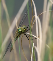Somatochlora meridionalis