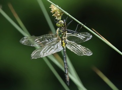 Somatochlora meridionalis