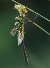 Somatochlora meridionalis