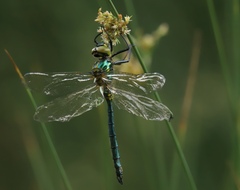 Somatochlora meridionalis