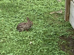 Sylvilagus floridanus