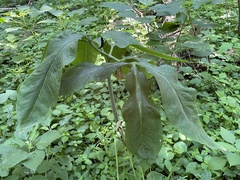 Arisaema dracontium