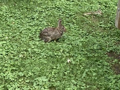 Sylvilagus floridanus