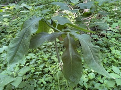 Arisaema dracontium