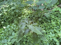 Arisaema dracontium