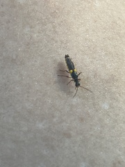 Trypherus frisoni