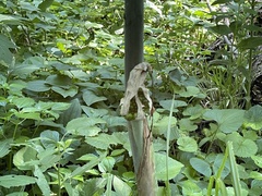 Arisaema dracontium