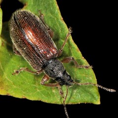 Phyllobius oblongus