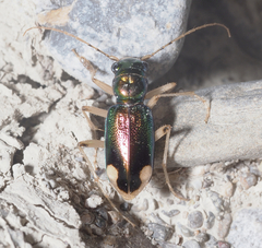 Tetracha carolina