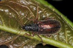 Phyllobius oblongus
