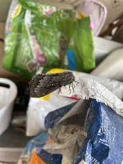 Gloveria arizonensis