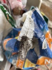 Gloveria arizonensis