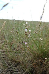 Astragalus tenuifolius