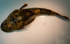 Myoxocephalus polyacanthocephalus