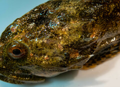 Myoxocephalus polyacanthocephalus