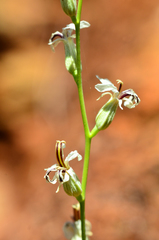 Streptanthus barbiger