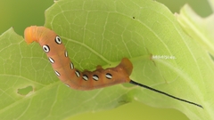 Theretra pallicosta
