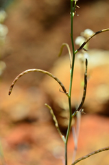 Streptanthus barbiger
