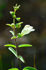 Scutellaria californica