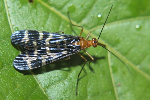Neopanorpa indica