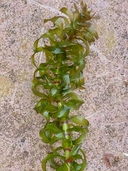 Elodea nuttallii